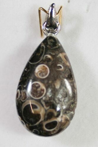 Fossil Turritella (Gastropod) Pendant - Wyoming #9073